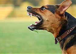 The basics of dog aggression training